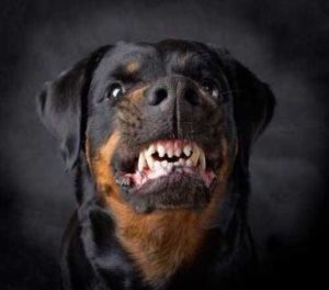5 Things To Know After a Dog Bite