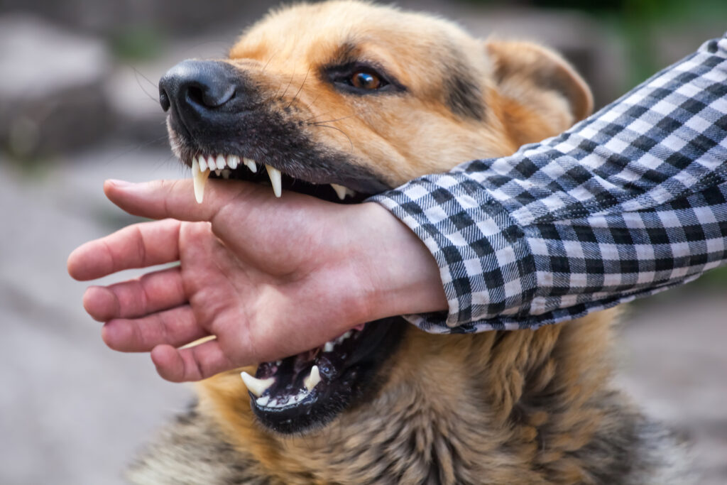 The financial implications of dog bites in Kansas