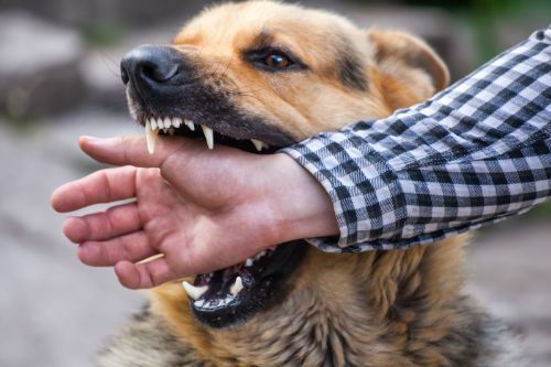How Long Do You Have to File a Dog Bite Lawsuit in Pratt County KS