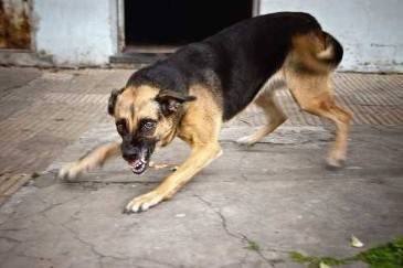 Kansas Dog Bite Cases Involving Postal Workers or Delivery Personnel