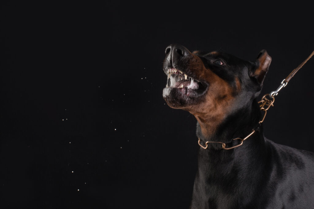 Navigating the Legal Process From Dog Bite Incident to Compensation